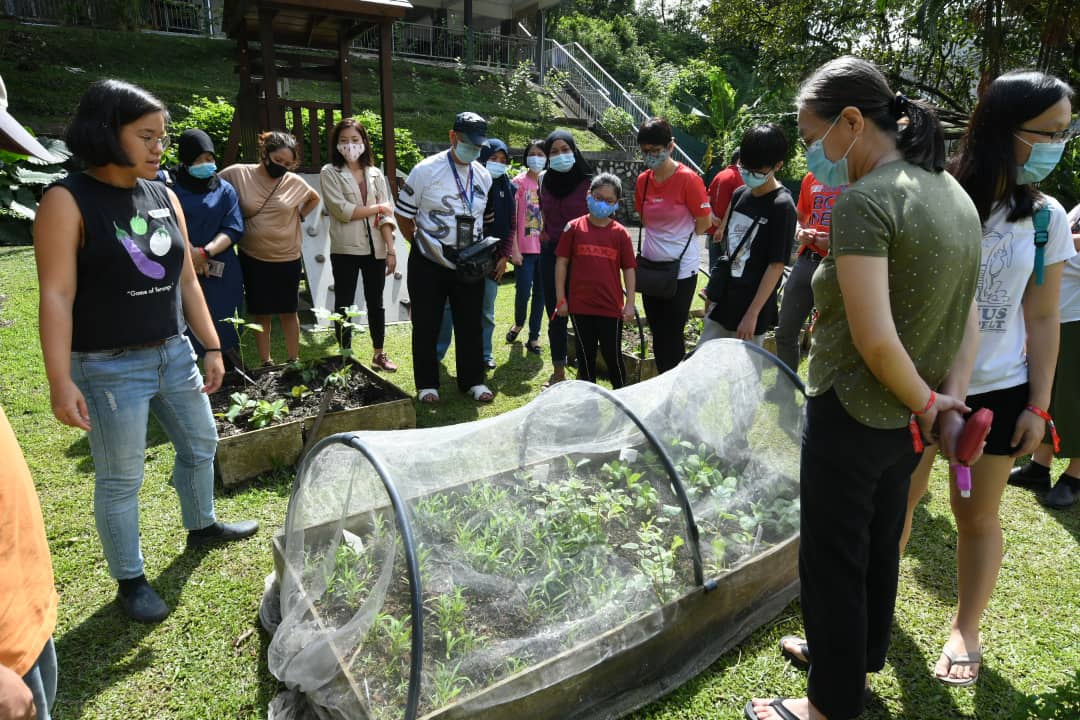 Eats, Shoots and Roots:  Sayur in the City