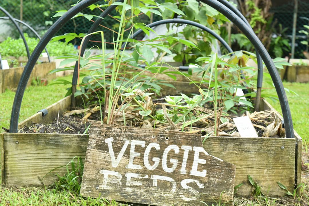 Eats, Shoots and Roots:  Sayur in the City