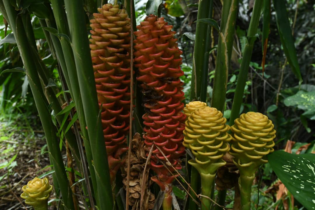 Taman Tugu: Nature Education Programme