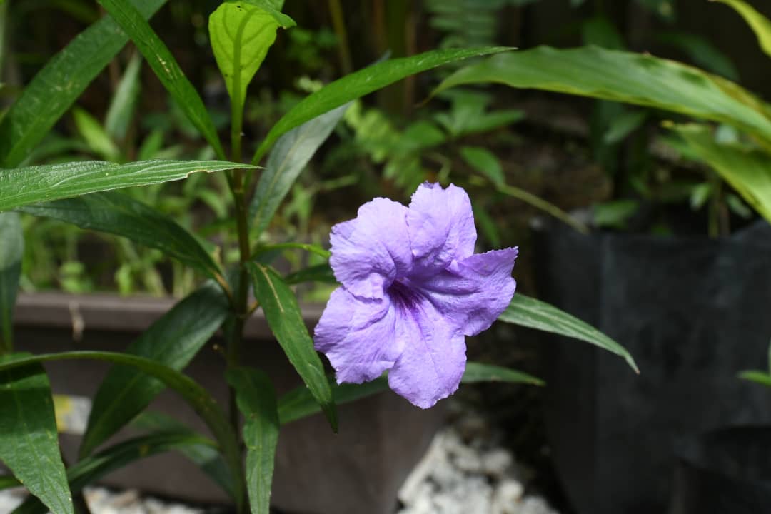 Taman Tugu: Nature Education Programme